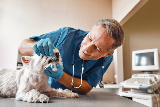 Fast & Reliable Emergency Dental Services in WA